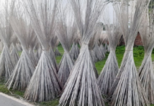 ঠাকুরগাঁওয়ে বাণিজ্যিকভাবে বেড়েছে পাটকাঠির কদর পাটকাঠির কদর