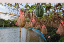 কোটালীপাড়ায় ৩ কোটি ৬০ লাখ টাকার তরমুজ উৎপাদন তরমুজ উৎপাদন