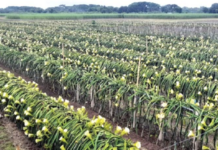 শত শত বাতি জ্বালিয়ে ঝিনাইদহে চলছে ড্রাগন চাষ ড্রাগন চাষ