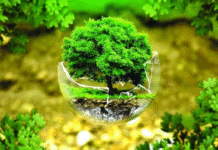 বিশ্ব পরিবেশ দিবস : পরিবেশ সুরক্ষায় জনসচেতনতা ও আইনি কাঠামো যুগোপযোগী করার ওপর গুরুত্ব বিশ্ব পরিবেশ দিবস