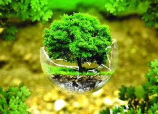 বিশ্ব পরিবেশ দিবস : পরিবেশ সুরক্ষায় জনসচেতনতা ও আইনি কাঠামো যুগোপযোগী করার ওপর গুরুত্ব বিশ্ব পরিবেশ দিবস